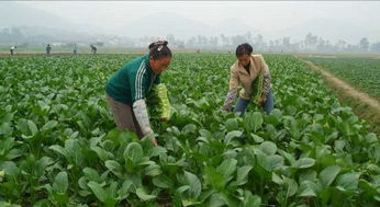 贵州威宁县大力发展蔬菜产业助农增收